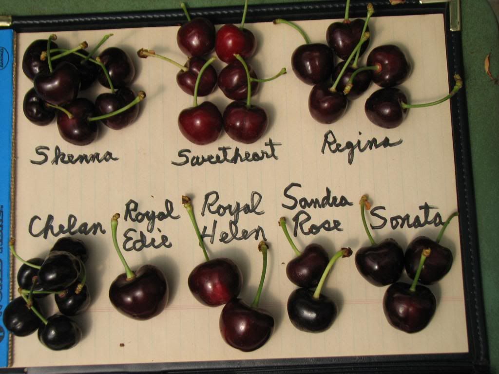  photo cherries5-6-11002_zpsced972ac.jpg